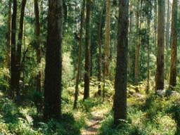 &#039;The Forest Man: EHF Swain&#039; radio program