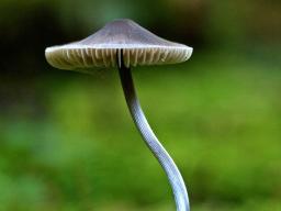 A Thousand Days in the Forest:  An Ethnography of the Culture of Fungi