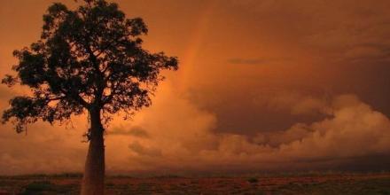 Boab at sunset