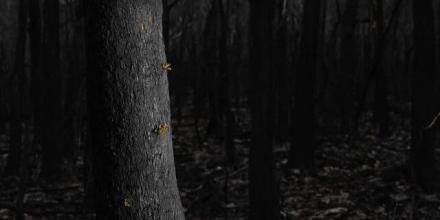 New growth emerging after a bushfire