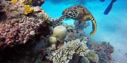Environmental Exchanges: Rohan Lloyd