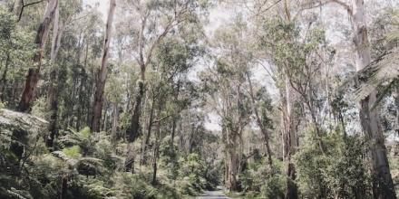 Robin-Griffiths Annual Environmental History Lecture