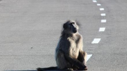 Apartheid’s Baboons: how the state weaponised animal bodies