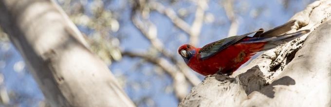 A crimson rosella in a tree, courtesy of the ANU Image Library, https://www.flickr.com/photos/anu-image-library/24134082057/