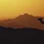 Camel in silhouette