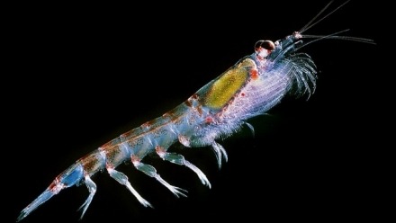 A microscope image of a specimen of Antarctic krill