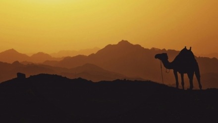 Camel in silhouette